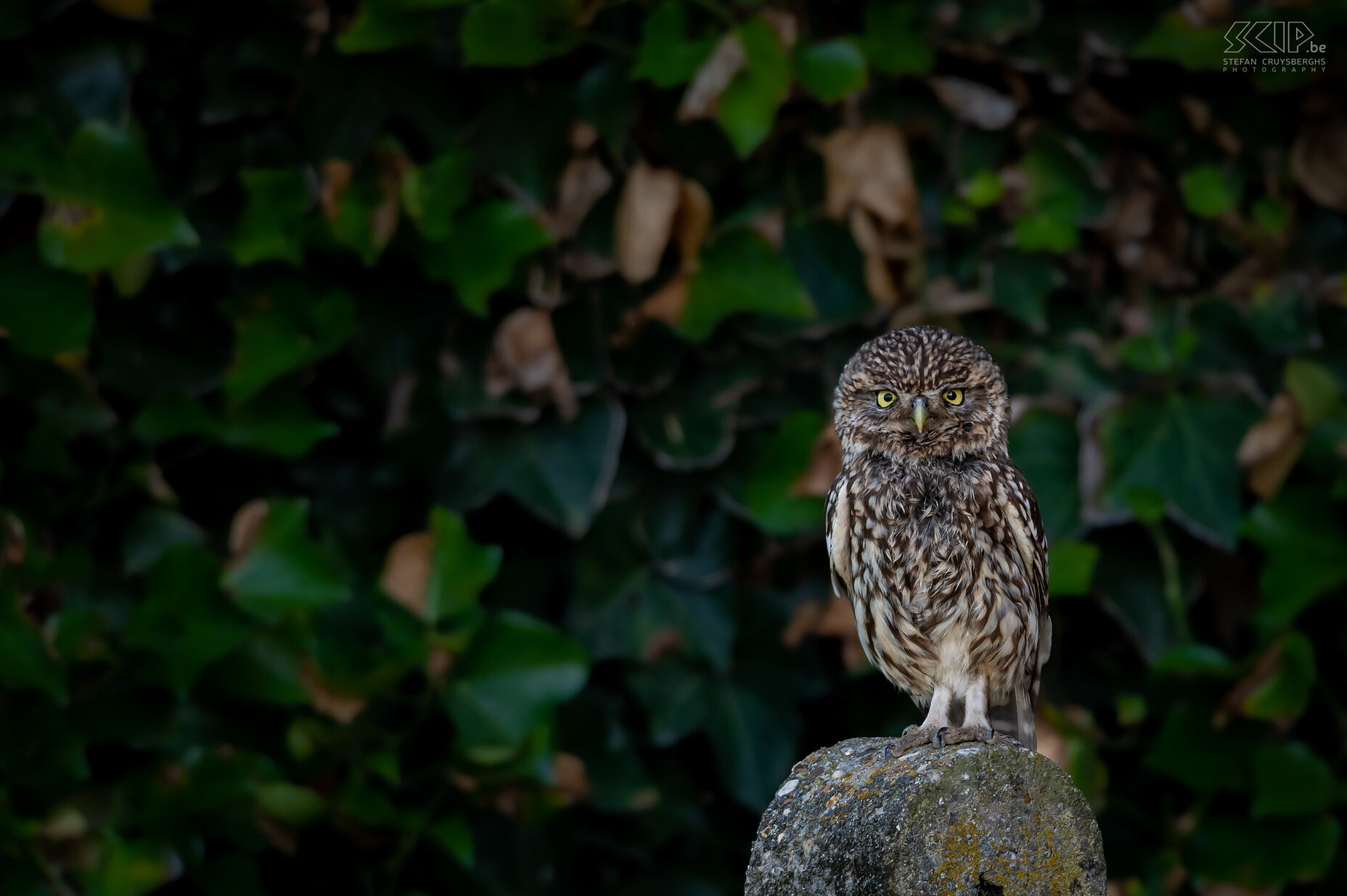 Little owl Little owl ./ Athene noctua Stefan Cruysberghs